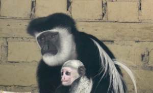 Пара обезьянок в Екатеринбургском зоопарке обзавелась потомством