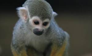 В зоопарке Екатеринбурга поселились тропические обезьянки