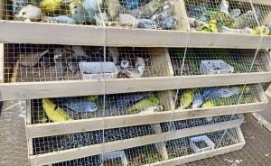 В Екатеринбург завезли сотни попугаев