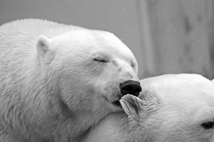 В Зоопарке Екатеринбурга отметят День влюбленных