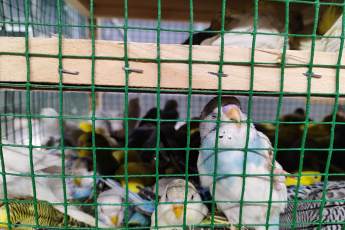 В Екатеринбург привезли сотни попугаев