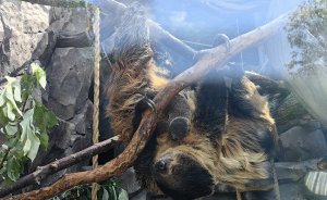 Екатеринбургский зоопарк пополнил ленивец