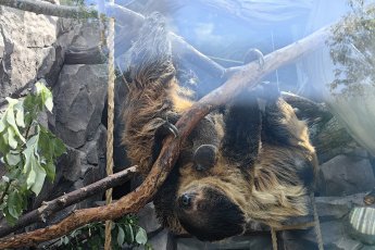 Екатеринбургский зоопарк пополнил ленивец