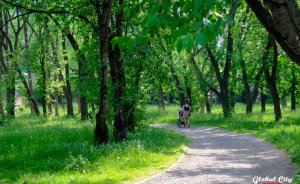 Жители Екатеринбурга могут посадить свое дерево в Дендропарке